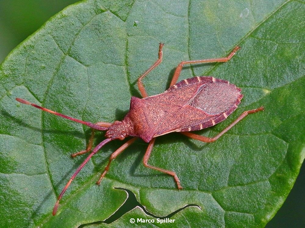 Coreidae: Gonocerus acuteangulatus